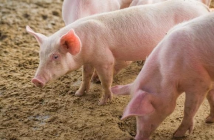 放養豬的養殖方法，放養豬需要有充足的清潔飲水
