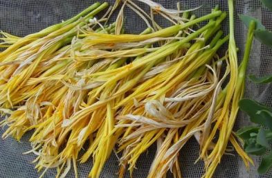 黃花菜種植技術和管理，選擇適合的種植方法