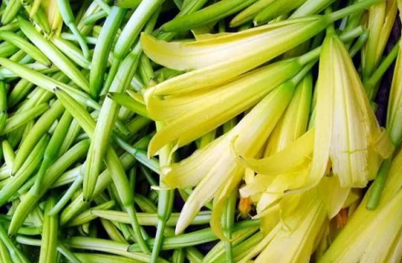 黃花菜種植技術和管理，選擇適合的種植方法