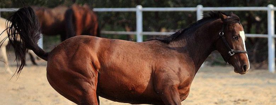 馬的養殖方法有哪些，飼養管理是馬養殖的關鍵環節