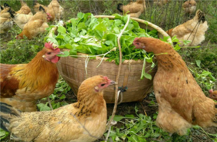 養殖散養雞，如何提高散養雞的產蛋率