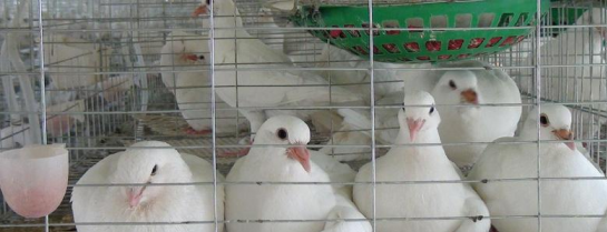 肉鴿怎麼養殖方法，怎麼飼養管理