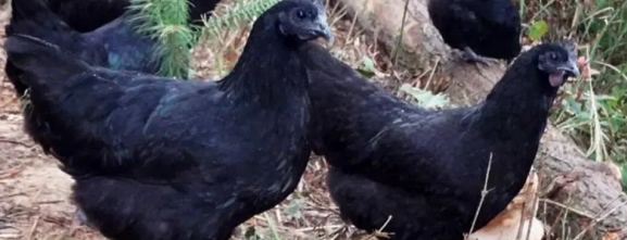 五黑雞養殖的缺點，有哪些需要注意的問題