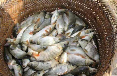 牛尾巴魚的養殖方法，魚种放養