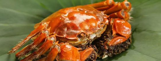 大閘蟹放水裡能養活嗎，大閘蟹的生存環境