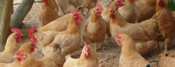 三黃雞養殖成本及利潤，詳細分析與經驗分享