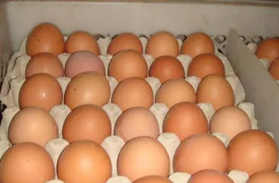 賣雞蛋攤最好是哪裡，東莞市哪裡賣雞蛋最好