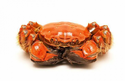 一斤螃蟹大約有多少只，螃蟹數量一斤大約有多少只