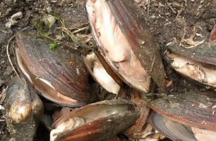 河蚌一次吃多少合適，如何避免過度飲食