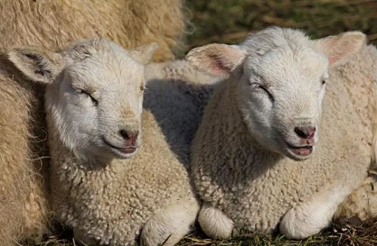 羔羊如何餵養，養殖方法和注意事項