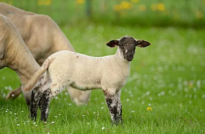 山羊與綿羊的區別，飼養技巧全解析