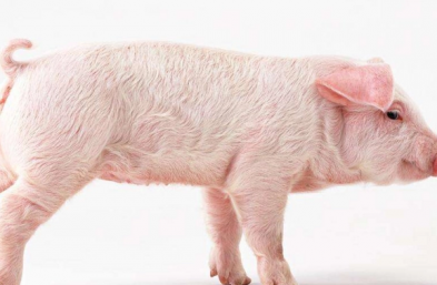養豬要什麼條件，了解放養養豬的基本要求