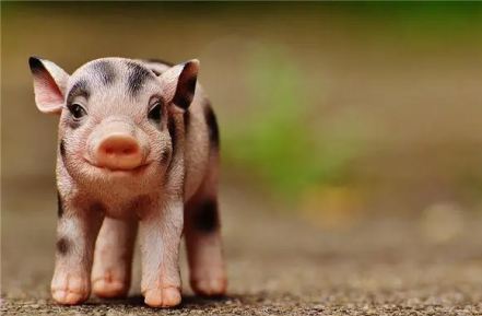 養豬要什麼條件，了解放養養豬的基本要求