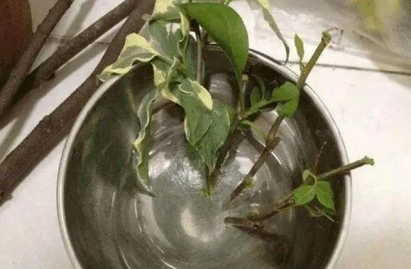 生根水直接水培方法，適用植物種類