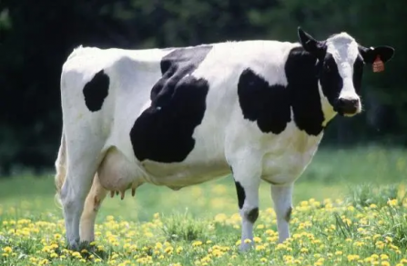 剛生產的母牛吃什麼好，科學飼養方法與營養需求