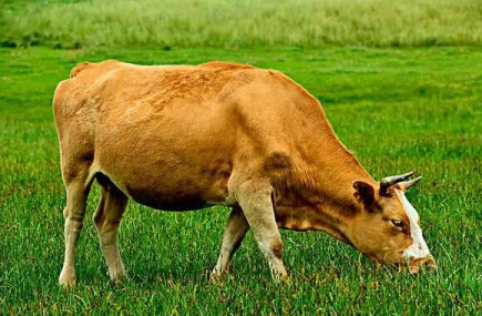 剛生產的母牛吃什麼好，科學飼養方法與營養需求