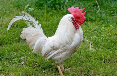 胡麻餅餵雞有什麼效果，提高雞的產蛋率的訣竅