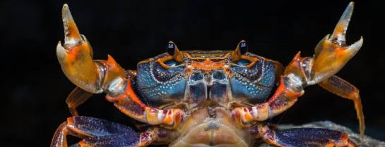 淡水螃蟹吃什麼，養殖技巧大揭秘