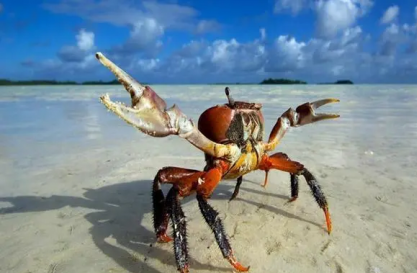 淡水螃蟹吃什麼，養殖技巧大揭秘