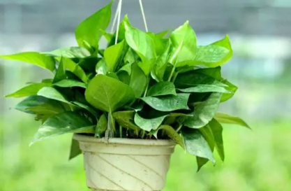 綠蘿扦插快速生根方法，綠植愛好者必備