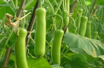 葫蘆瓜的育苗方法，葫蘆瓜種子怎麼種植