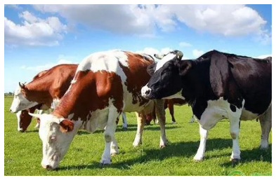 奶牛冬季防凍害處理措施，如何讓奶牛健康過冬