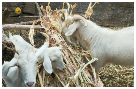 養羊新方法，草料轉型方案