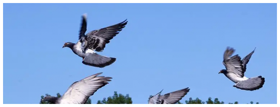 信鴿有多少種，各種品種及特點