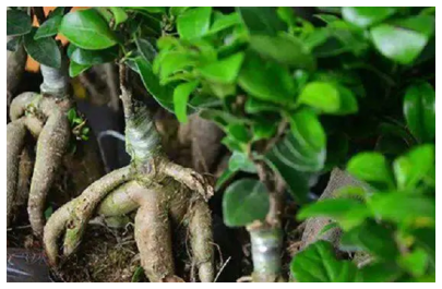 人蔘榕樹盆栽如何養殖，詳細步驟
