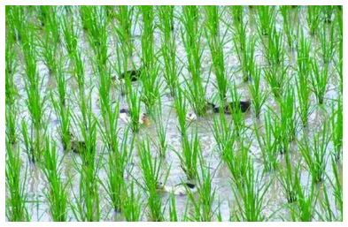 稻田養魚技術，提升養殖的創新方法