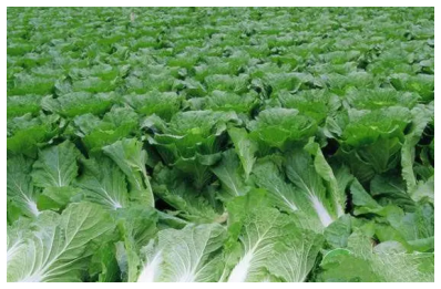 白菜什麼時候播種最合適，高麗菜生長條件
