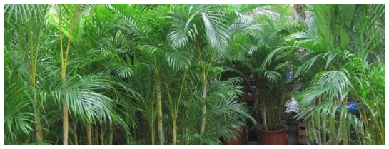 鳳凰竹的繁殖方法，鳳尾竹健康生長的注意事項