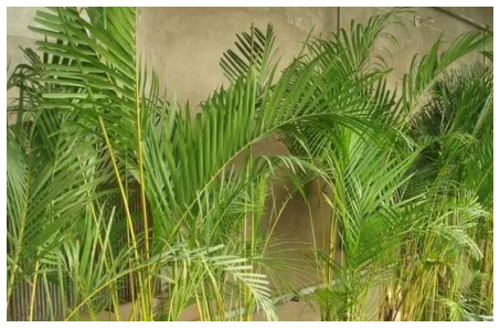 鳳凰竹的繁殖方法，鳳尾竹健康生長的注意事項