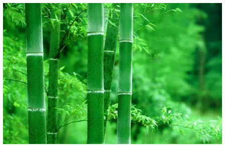 竹子栽培時間，什麼時候種植竹子