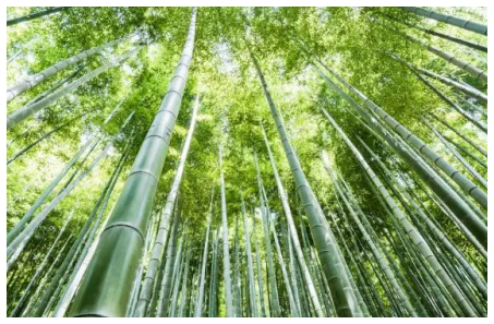 竹子栽培時間，什麼時候種植竹子
