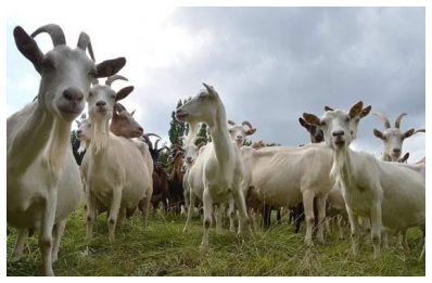 山羊市場行情，山羊的飼養與管理