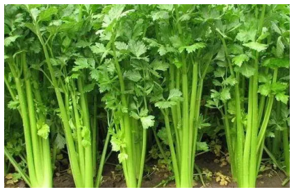 芹菜什麼季節種最合適，芹菜種植要點