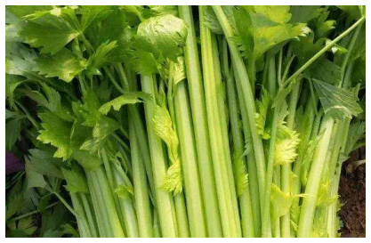 芹菜什麼季節種最合適，芹菜種植要點