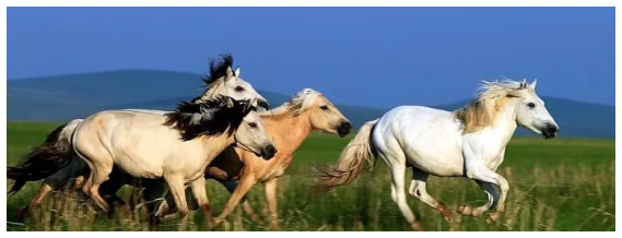 馬的種類有哪些，馬的養殖