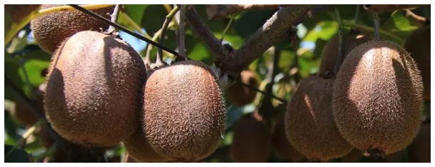 獼猴桃的養殖，十大品種排名