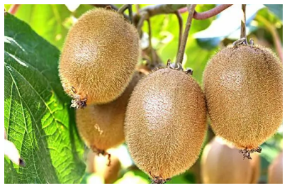 獼猴桃的養殖，十大品種排名