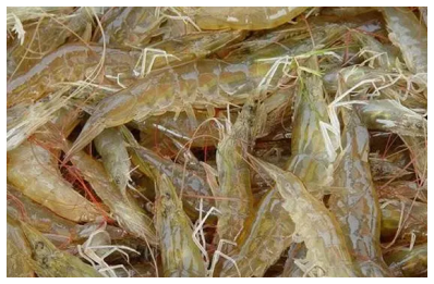 中國淡水蝦品種，你喜歡哪種蝦