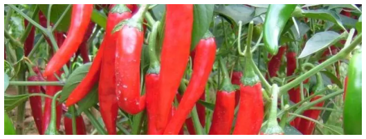 美人椒什麼時候種植，你能吃辣嗎