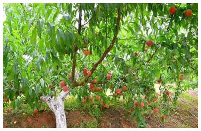 桃子的種植方法，從選地到收成全解析