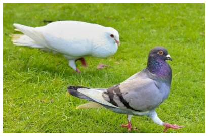 信鴿有多少種，各種品種及特點