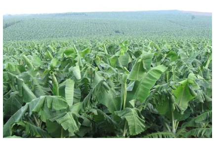 西貢蕉的種植，管理技術技巧分享